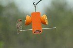Kettle Moraine Single Oriole Fruit Stick Feeder