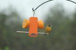 Kettle Moraine Single Oriole Fruit Stick Feeder