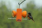 Kettle Moraine Single Oriole Fruit Stick Feeder