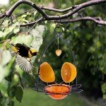 FORUP Orange Fruit Oriole Bird Feeder