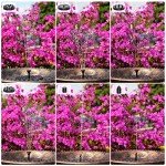 Solar Fountain Pump with Battery & 6 Nozzles