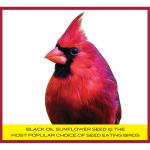 Pennington Black Oil Sunflower Seed Wild Bird Feed, 40 lbs
