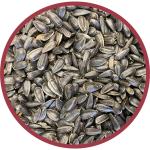 Pennington Black Oil Sunflower Seed Wild Bird Feed, 40 lbs