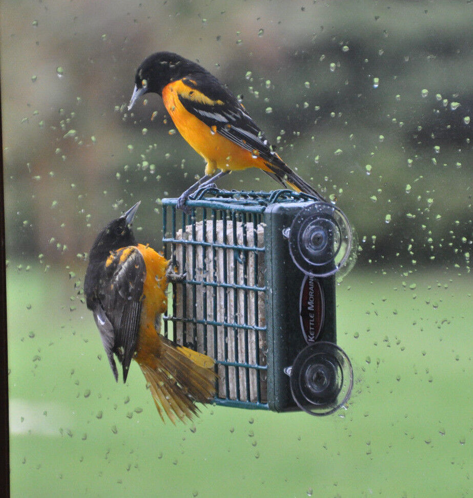 Kettle Moraine Suet Cake Bird Feeder - Up Close Viewing