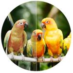 Swarovski 10x42 EL Binoculars with FieldPro Package