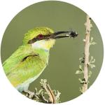 Swarovski 10x42 EL Binoculars with FieldPro Package