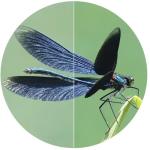 Swarovski 10x42 EL Binoculars with FieldPro Package