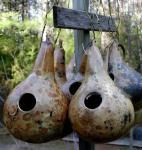Martin Birdhouse Gourd Seeds - Non-GMO, High-Yield