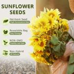 1000+ Heirloom Sunflower Seeds Mix for Planting