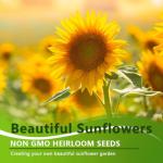 1000+ Heirloom Sunflower Seeds Mix for Planting