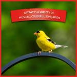 Pennington Select Wild Bird Seed, 40 lb. Bag