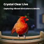 Smart Bird Feeder with Camera - Eco-Friendly Bamboo