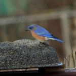 Heated Stone-Like Birdbath for All Seasons
