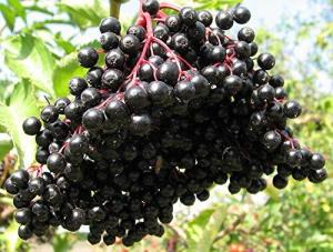 Goldenrod Perennial Plant Starts for All Soil Types