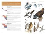 National Geographic Bird Guide: U.S. & Canada