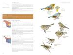 National Geographic Bird Guide: U.S. & Canada