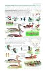 North America Bird Field Guide for Identification
