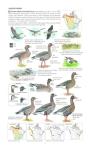 North America Bird Field Guide for Identification