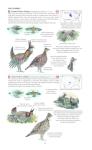 North America Bird Field Guide for Identification