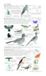 North America Bird Field Guide for Identification