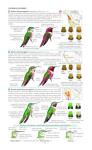 North America Bird Field Guide for Identification