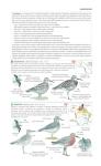 North America Bird Field Guide for Identification