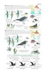 North America Bird Field Guide for Identification
