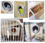 Wooden Bird Breeding Nest Box with Perch