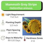 Mammoth Sunflower Seeds – Grow Giant Flowers