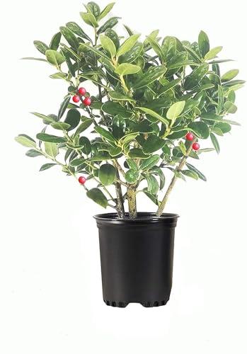 Dwarf Burford Holly Plant with Red Berries
