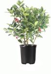 Dwarf Burford Holly Plant with Red Berries