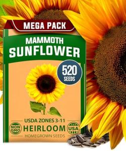 Giant Mammoth Sunflower Seeds for Your Garden