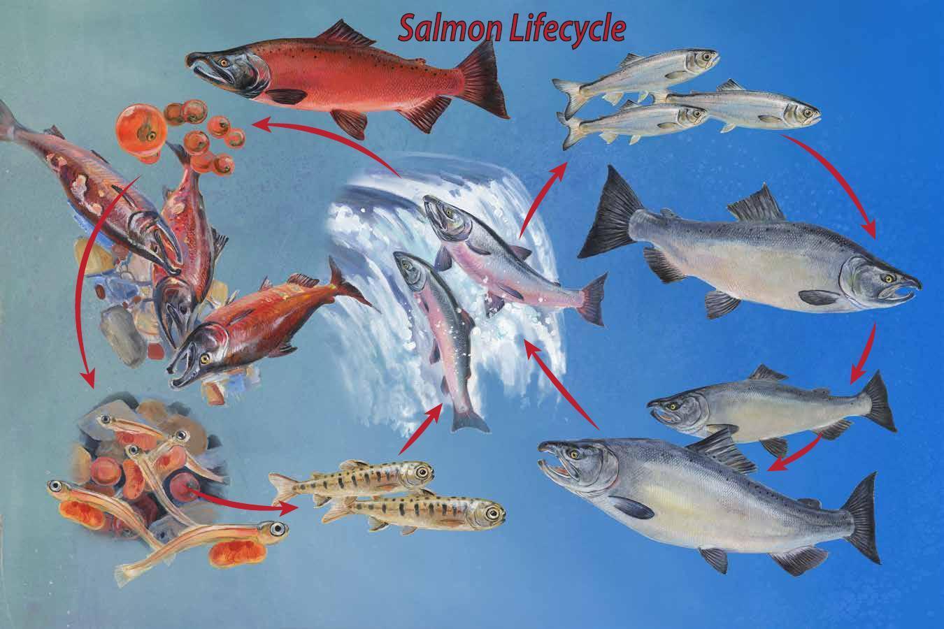 Wild Alaska Smoked Salmon Jerky - All Natural!