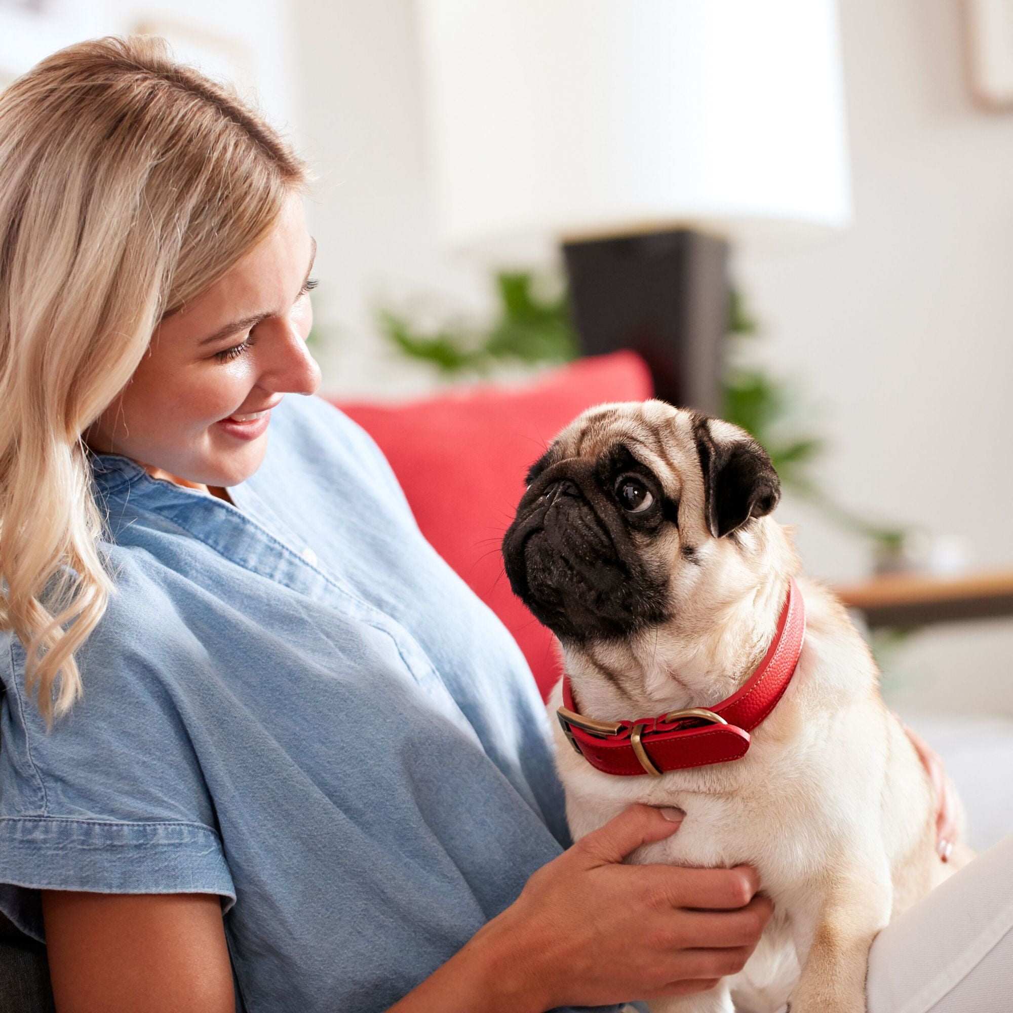 Small Milk-Bone Dog Biscuits, 24 oz