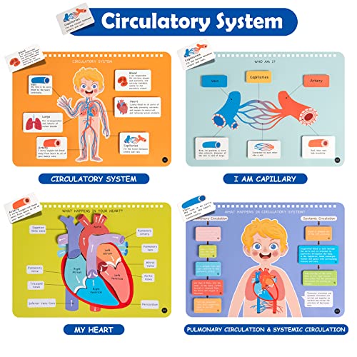 Freebear Busy Book: Human Body Educational Toys for Toddlers