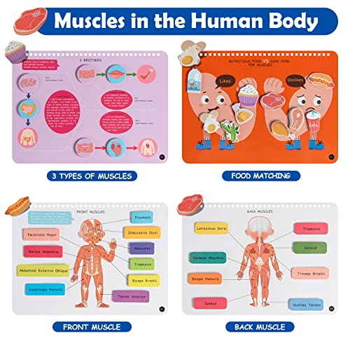 Freebear Busy Book: Human Body Educational Toys for Toddlers
