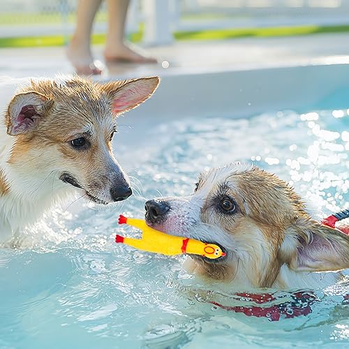 Bulk Pack of 20 Squeaky Rubber Chickens, Novelty Toys