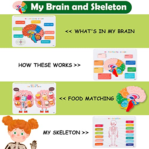 Montessori Busy Book: Human Body Learning Toy