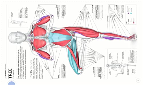 Yoga Mastery: Anatomy & Physiology for Perfect Practice
