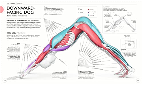 Yoga Mastery: Anatomy & Physiology for Perfect Practice