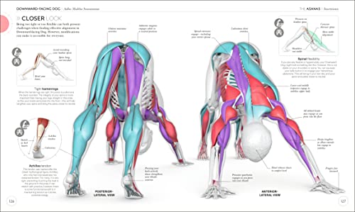 Yoga Mastery: Anatomy & Physiology for Perfect Practice