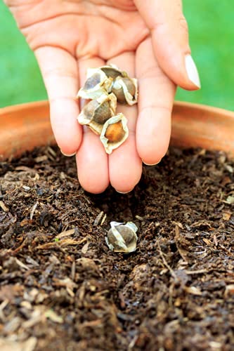Organic Moringa Oleifera Seed Pack - 1000 Seeds