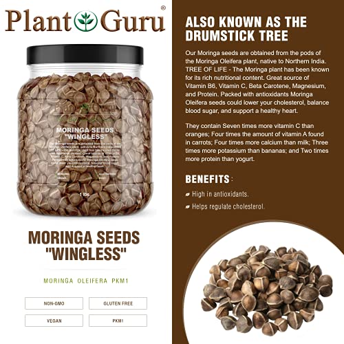 PKM1 Moringa Seeds - 1 lb. Jar