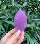 100 Pcs Natural Skeleton Leaves for DIY Scrapbooking