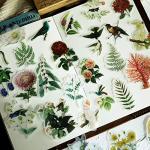 Vintage Animals and Plants Stickers for Scrapbooking