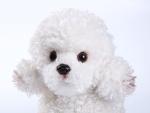 CU-MATE White Poodle Stuffed Animal Simulation Dog -Realistic & Lifelike Soft Handmade Standing Dog Plush Toy Puppy -Present Gift for Boys and Girls
