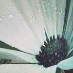 VeiVian Rustic Farmhouse Shower Curtain, Farm Teal Daisy Floral Flowers and Butterfly on Country Wooden Shower Curtain for Bathroom, Turquoise Blue with 12PCS Hooks, 70X70IN