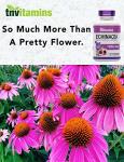 Echinacea 1500 MG x 180 Capsules | USA-made