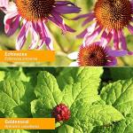 Herb Pharm Immune Boost Liquid Herbal Formula - 1oz