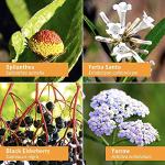 Herb Pharm Immune Boost Liquid Herbal Formula - 1oz